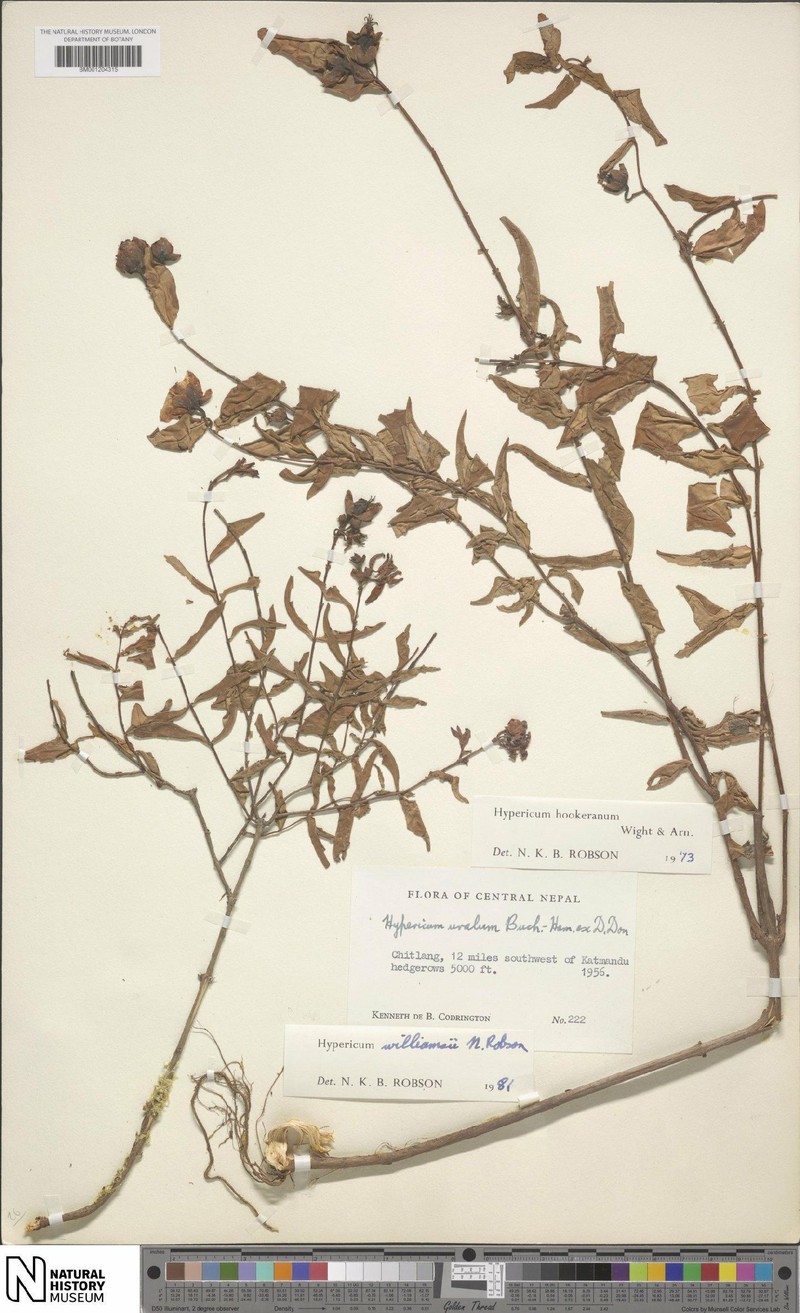 Hypericum williamsii photo 5