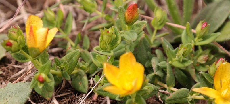 Hypericum wilmsii