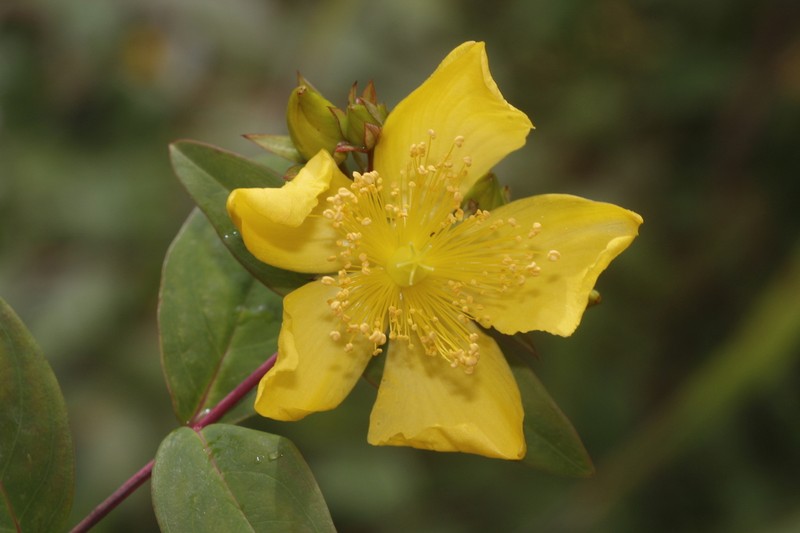 Hypericum wilsonii