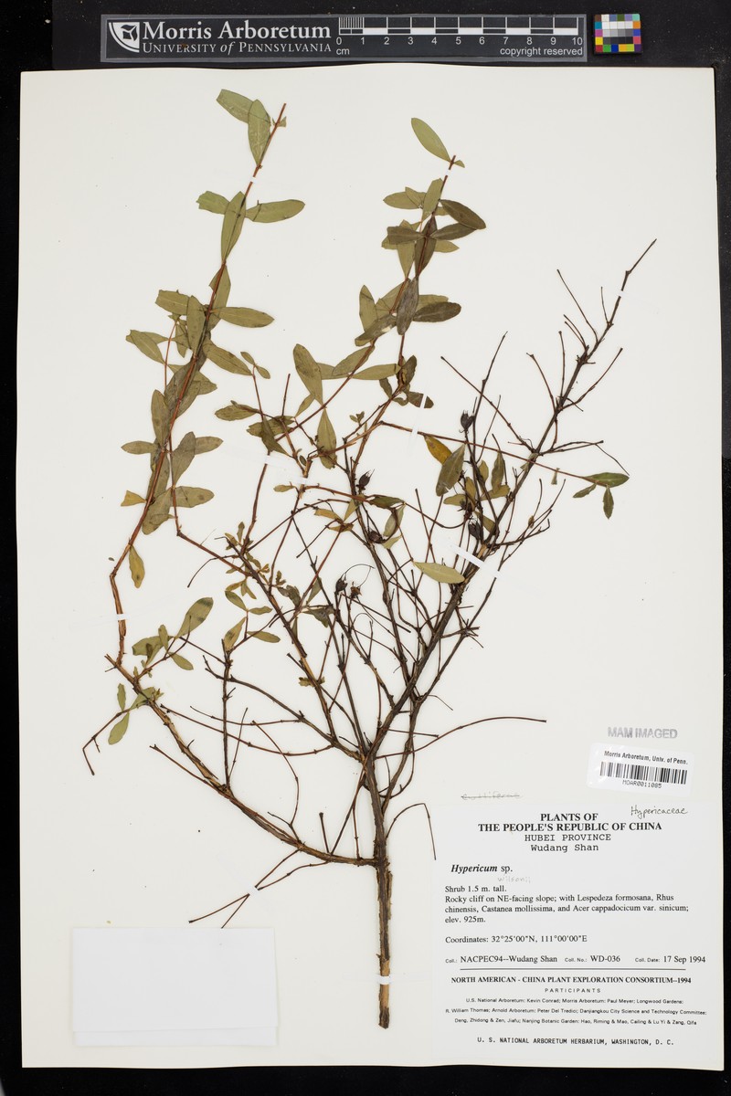 Hypericum wilsonii photo 2