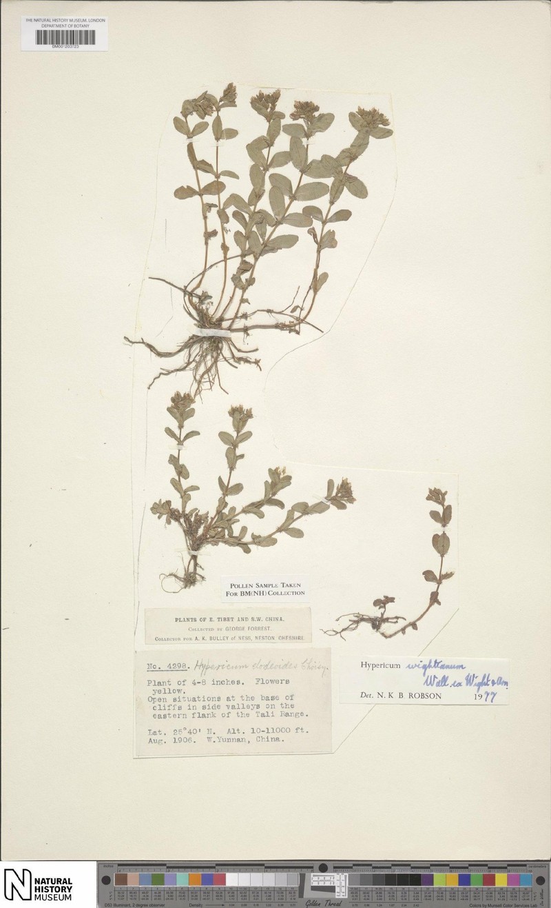 Hypericum wilsonii photo 3