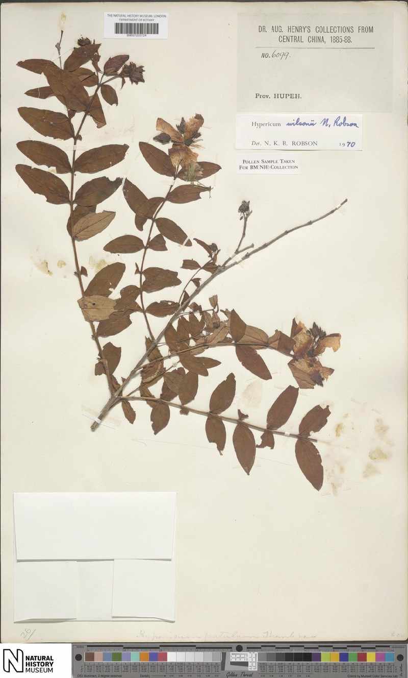 Hypericum wilsonii photo 4