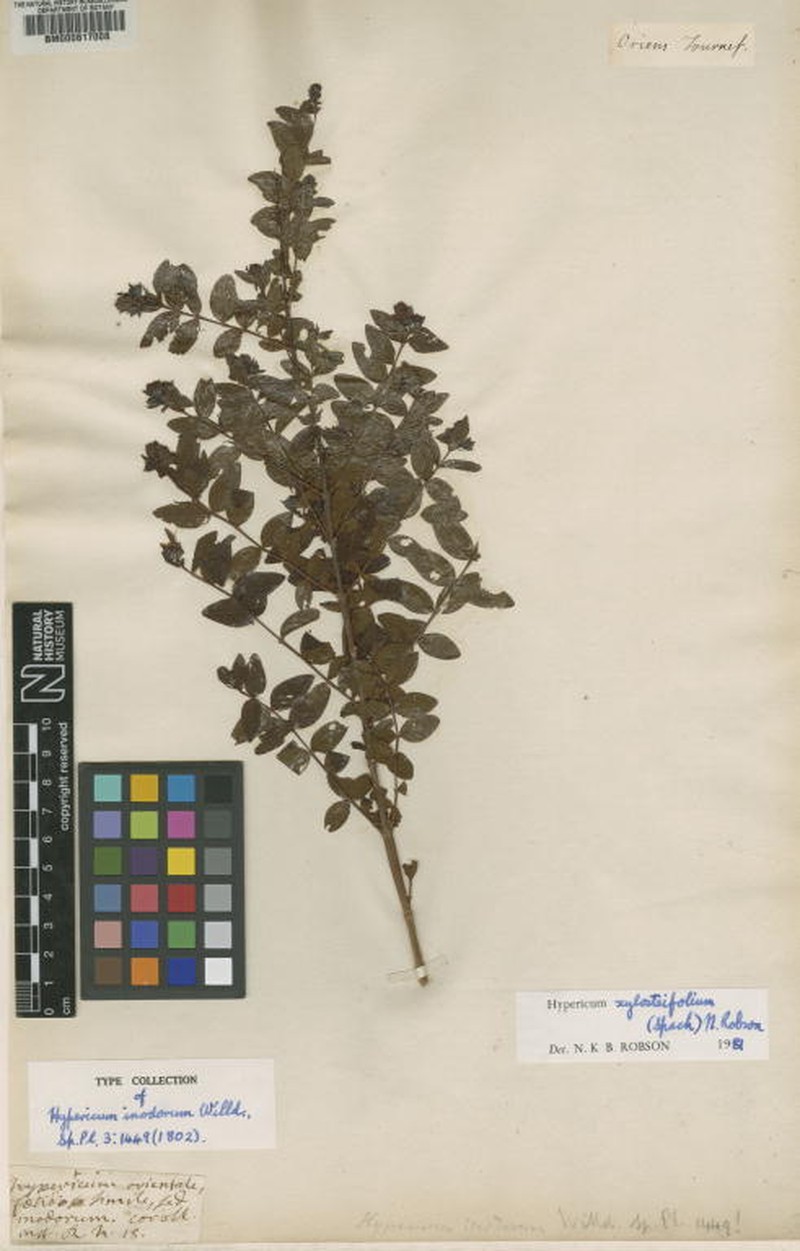 Hypericum xylosteifolium