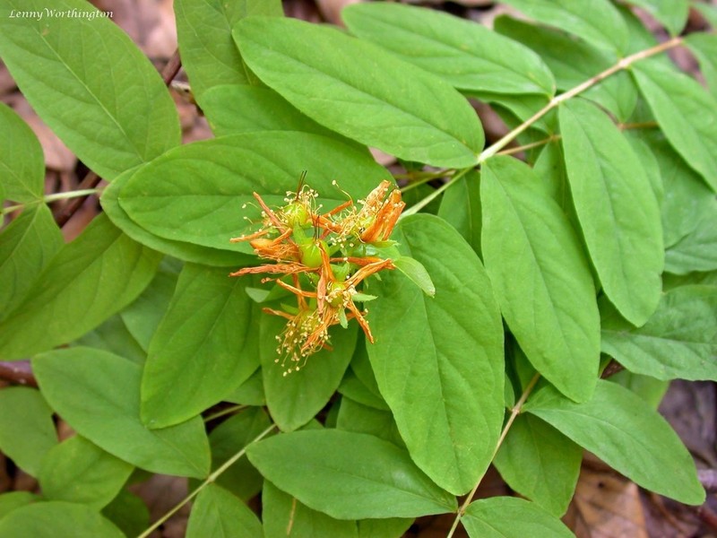 Hypericum xylosteifolium photo 2