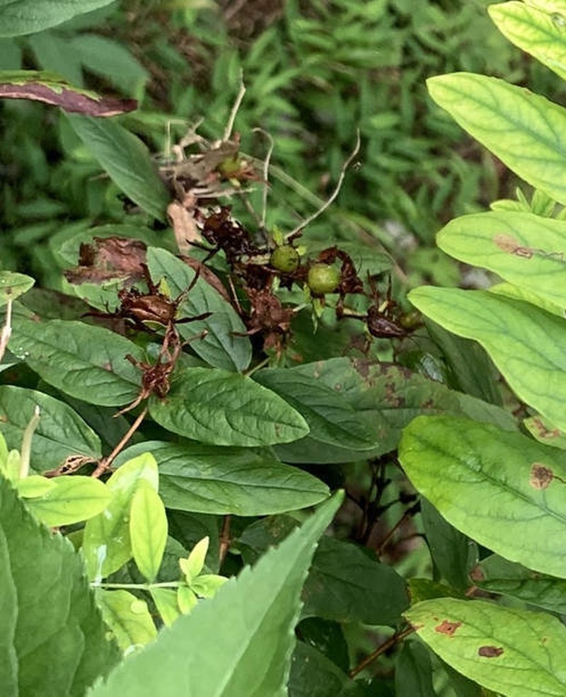 Hypericum xylosteifolium photo 3