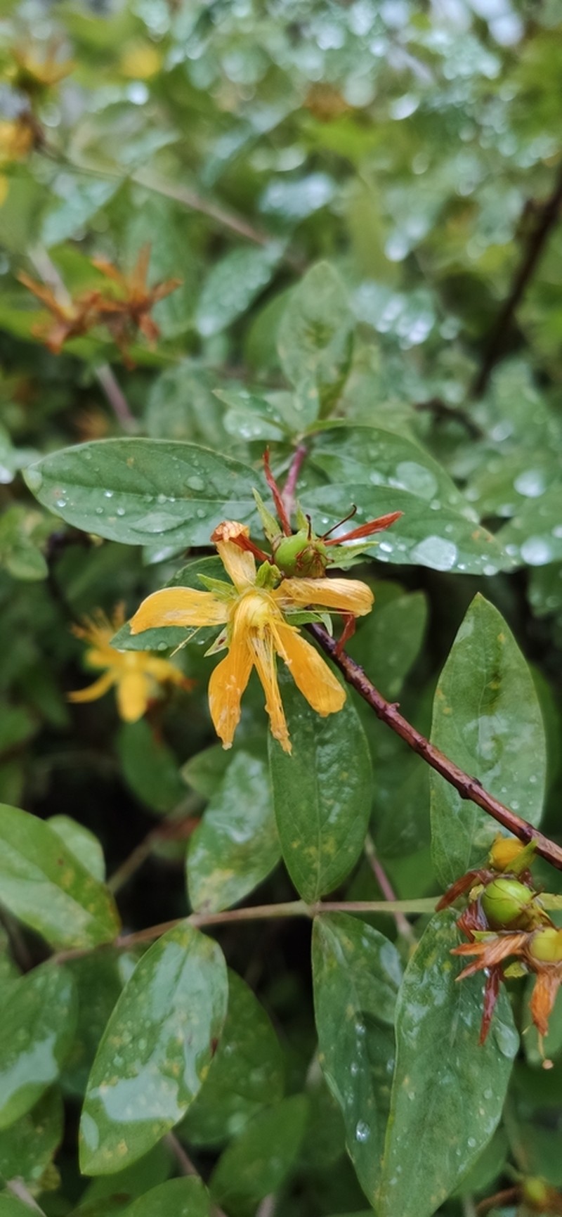 Hypericum xylosteifolium photo 4