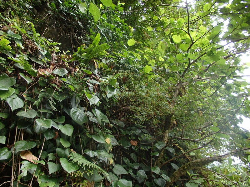 Hypericum xylosteifolium photo 5