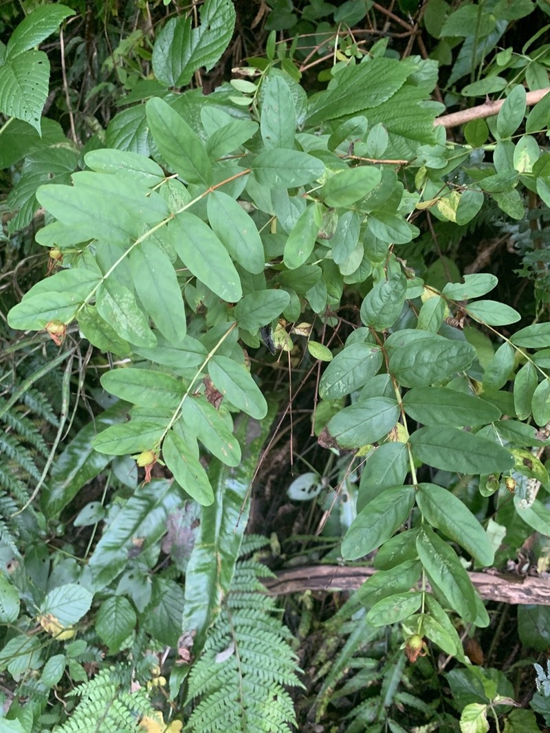 Hypericum xylosteifolium photo 6