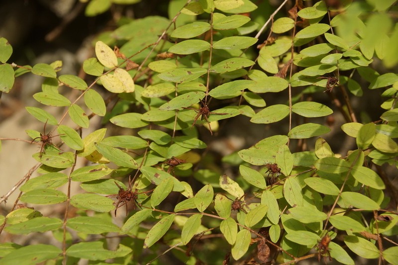 Hypericum xylosteifolium photo 7