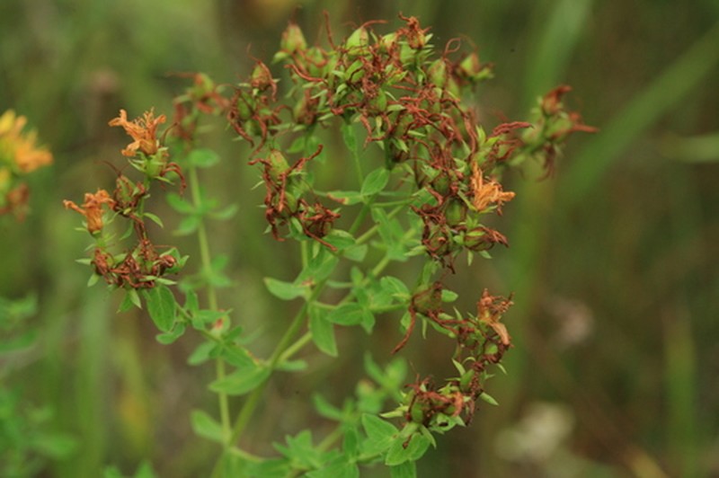 Hypericum yezoense