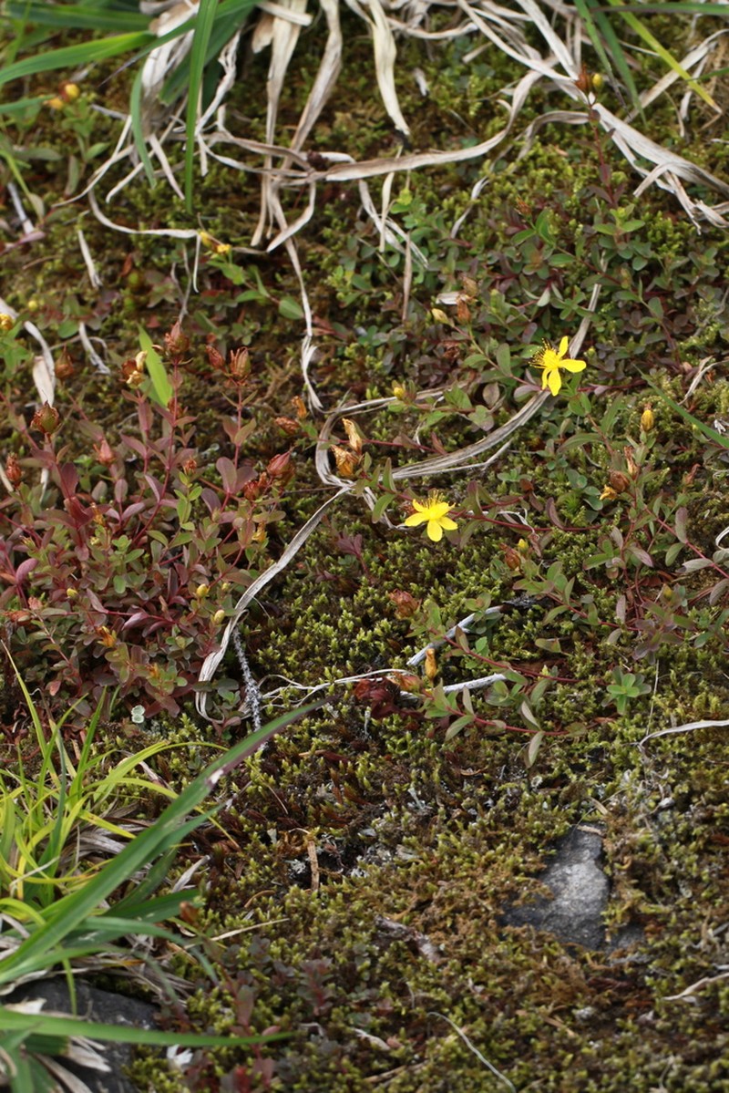 Hypericum yojiroanum