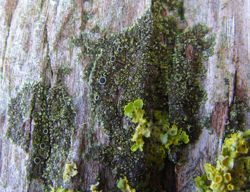 Hyperphyscia Lichen
