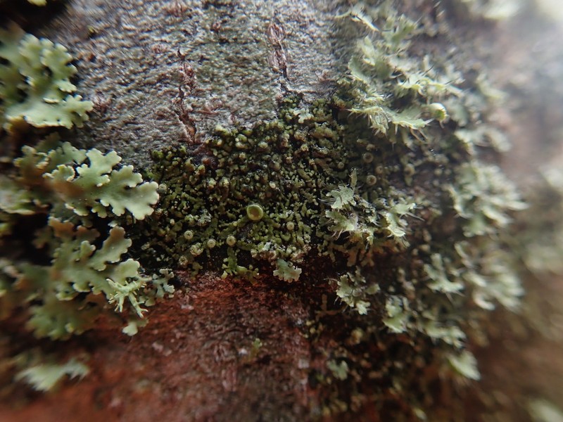 Hyperphyscia Lichen
