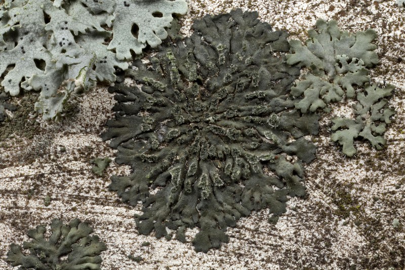 Hyperphyscia Lichen photo 2