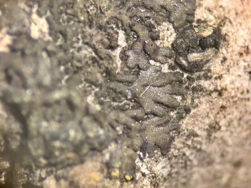 Hyperphyscia Lichen photo 3
