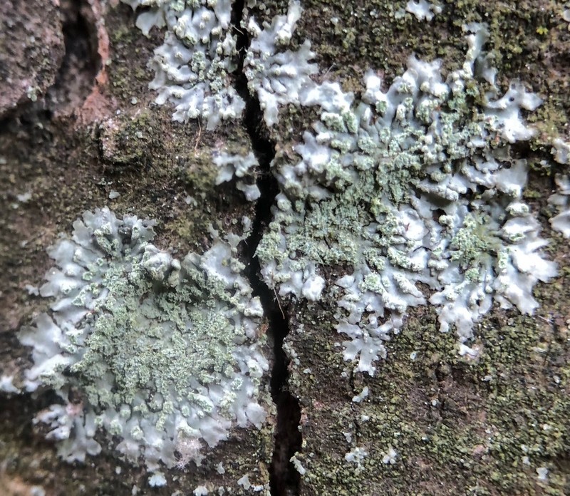 Hyperphyscia Lichen photo 4