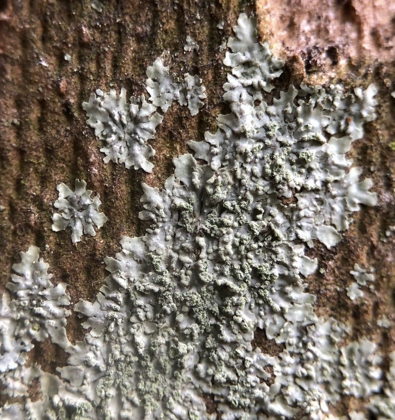 Hyperphyscia Lichen photo 5