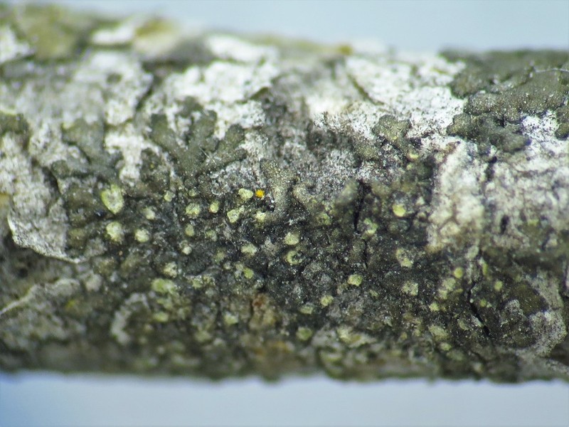 Hyperphyscia Lichen photo 6