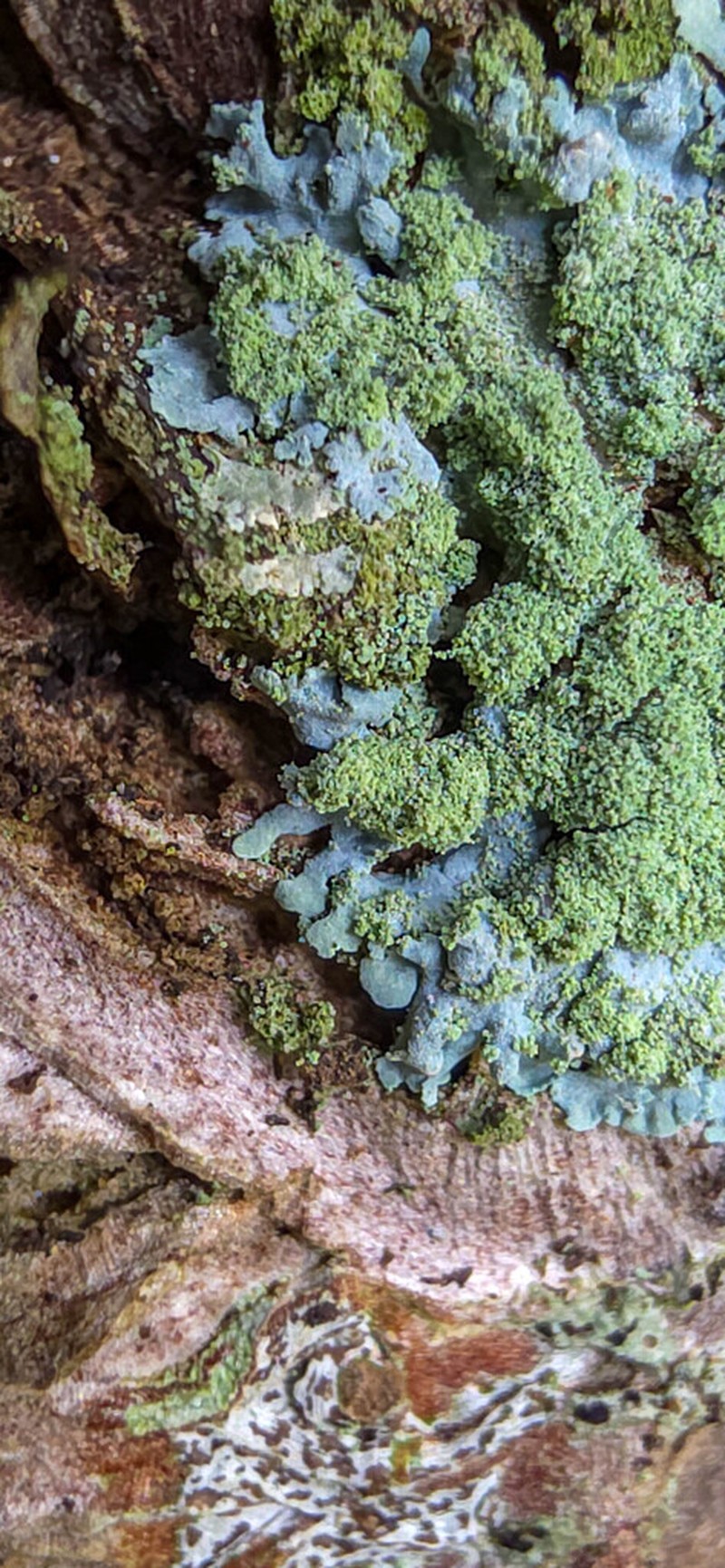 Hyperphyscia Lichen photo 7