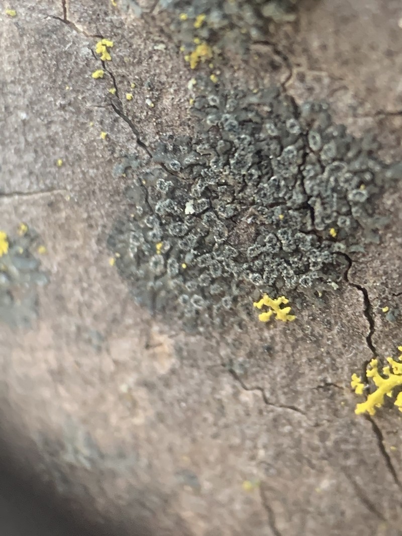 Hyperphyscia Lichen photo 8