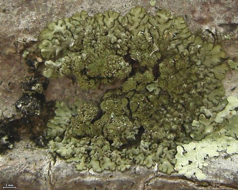 Hyperphyscia Lichen