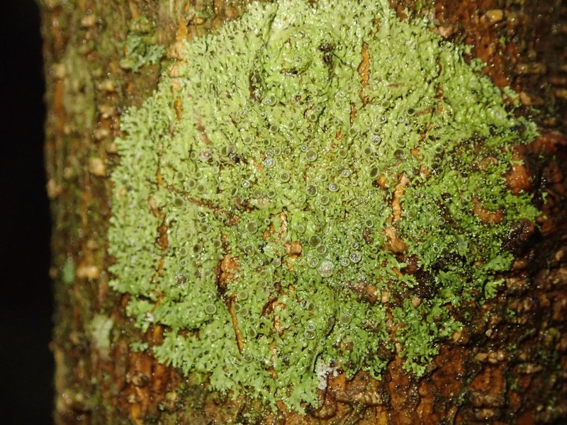 Hyperphyscia Lichen