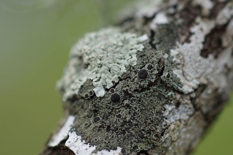 Hyperphyscia Lichen photo 2