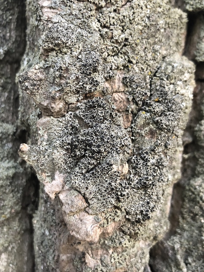 Hyperphyscia Lichen photo 3