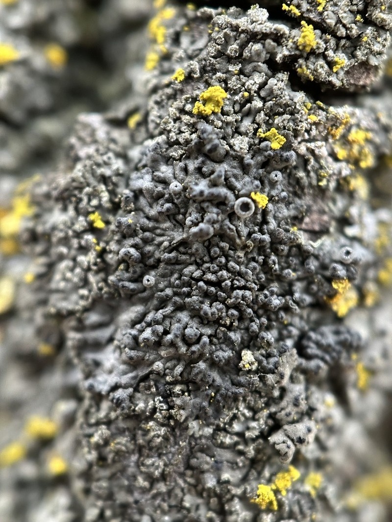 Hyperphyscia Lichen photo 4