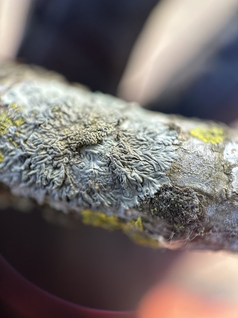 Hyperphyscia Lichen photo 5