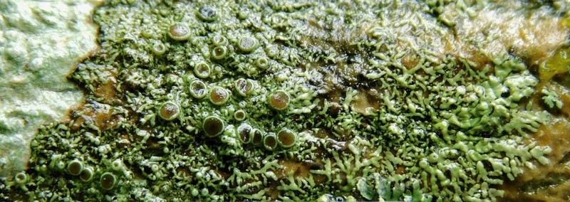 Hyperphyscia Lichen photo 6