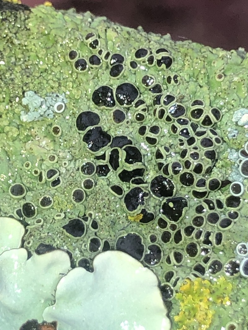 Hyperphyscia Lichen photo 7