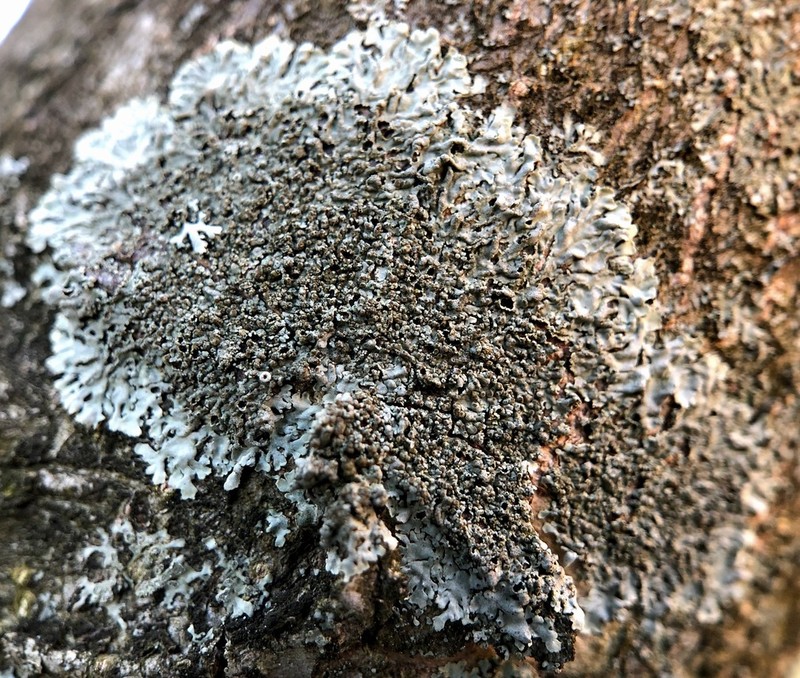 Hyperphyscia Lichen photo 8