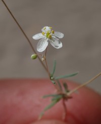 Threadstem Carpetweed
