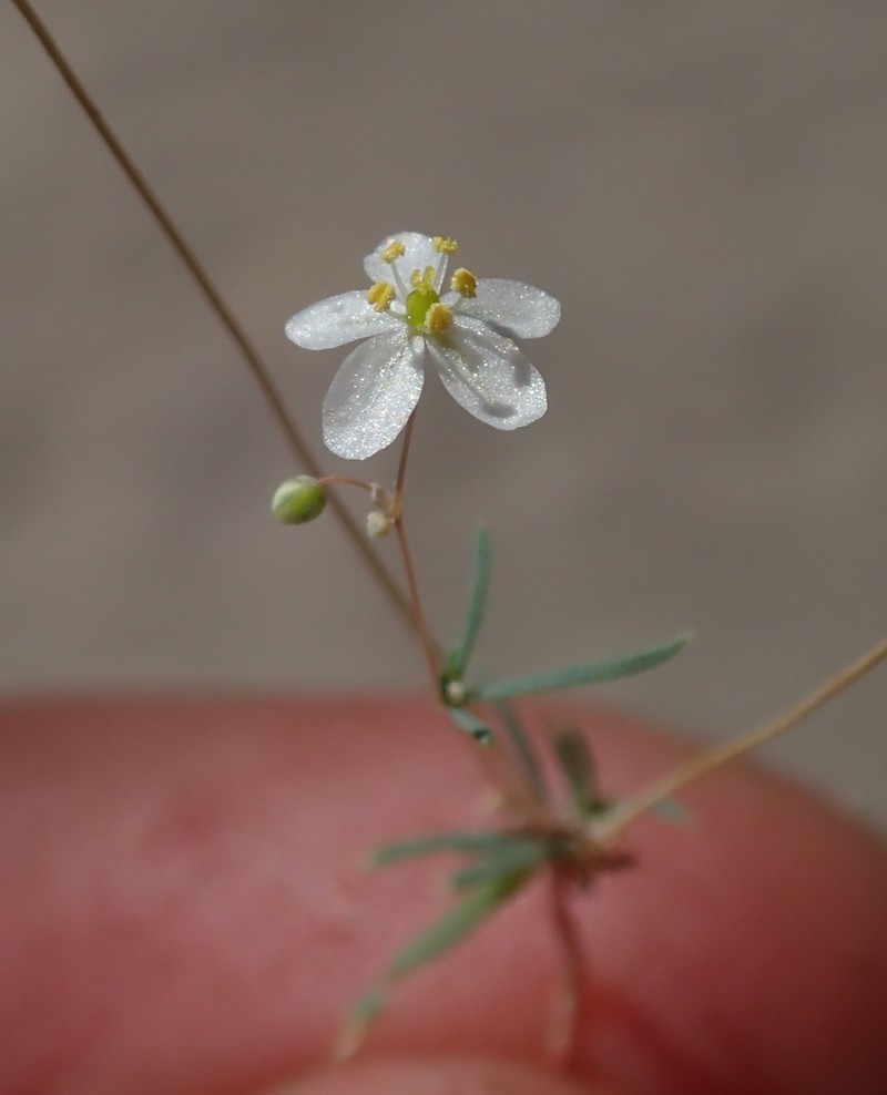 Threadstem Carpetweed