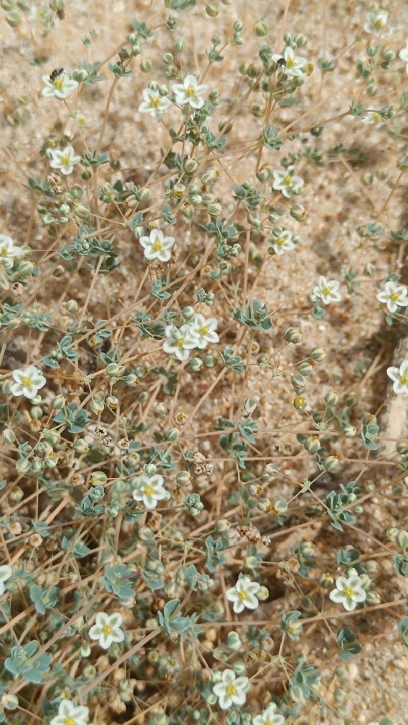 Hypertelis fragilis