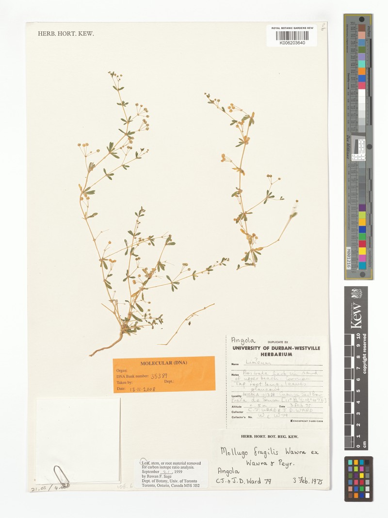 Hypertelis fragilis photo 3