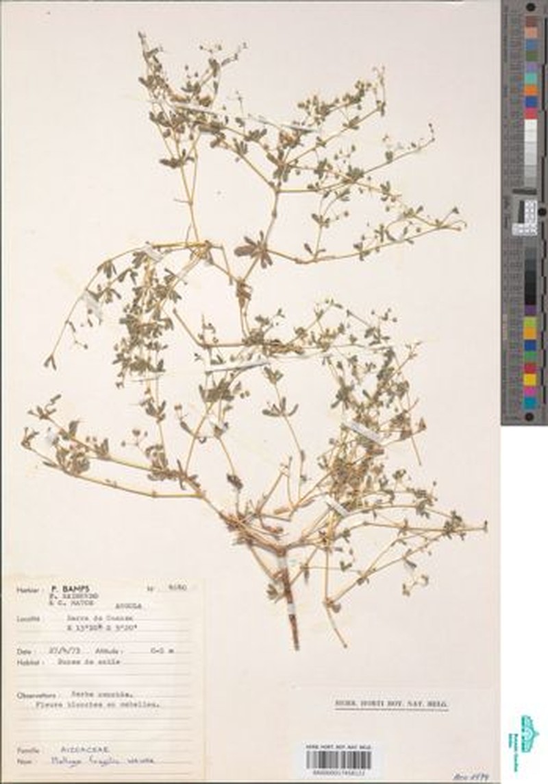 Hypertelis fragilis photo 4