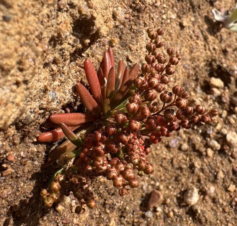 Hypertelis namaquensis