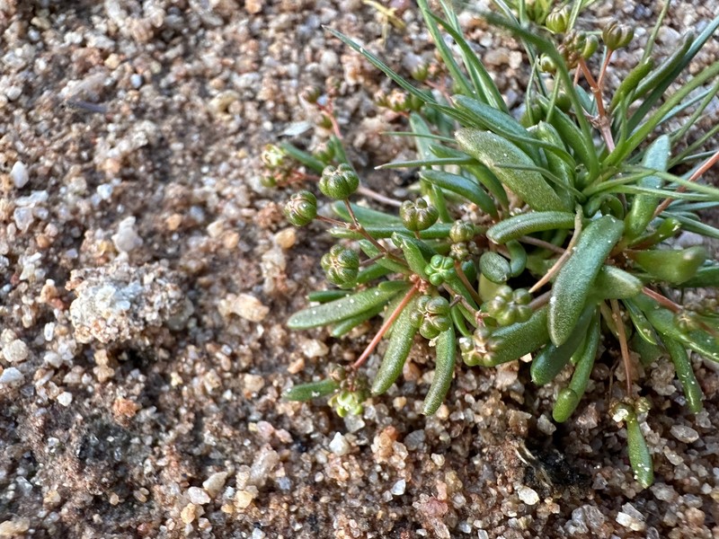 Hypertelis namaquensis photo 2