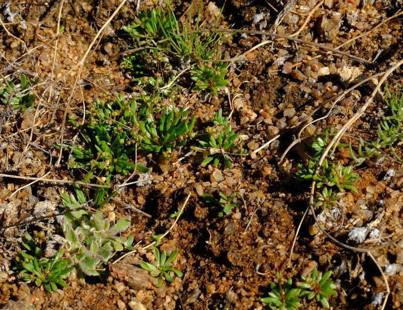 Hypertelis namaquensis photo 3