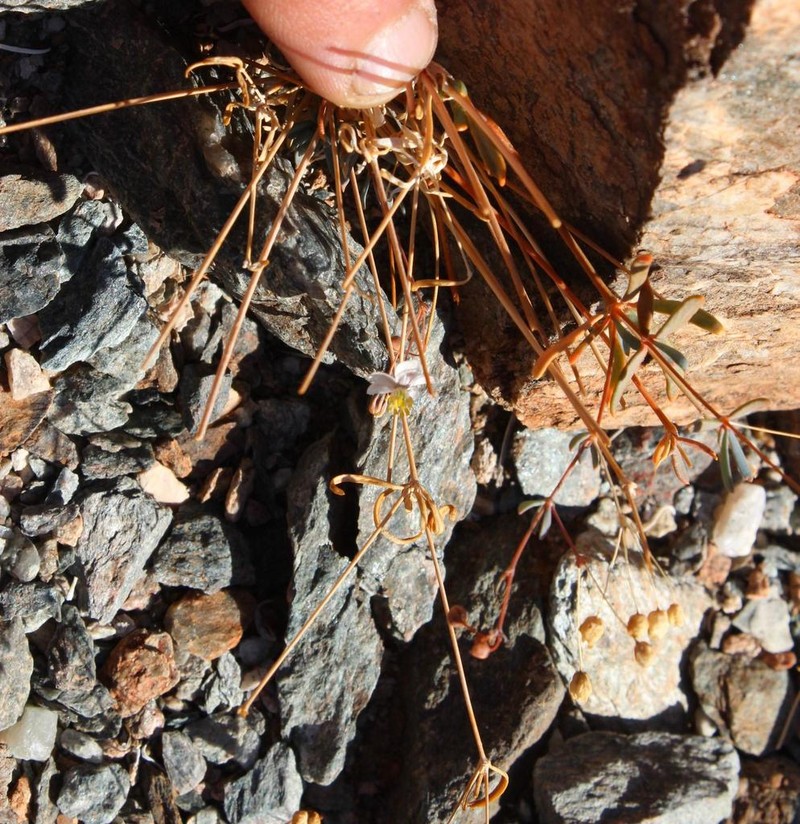 Hypertelis spergulacea
