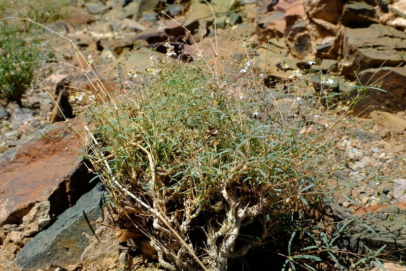 Hypertelis spergulacea photo 2