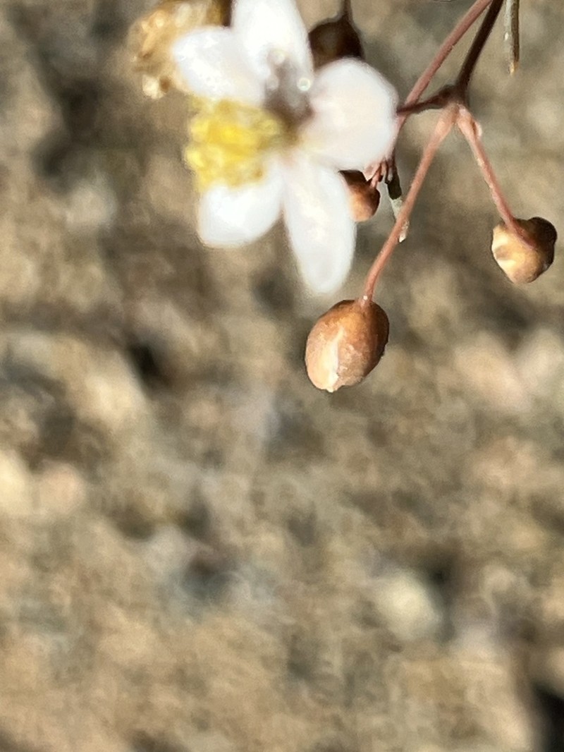 Hypertelis spergulacea photo 3