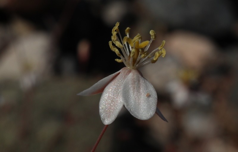 Hypertelis spergulacea photo 5
