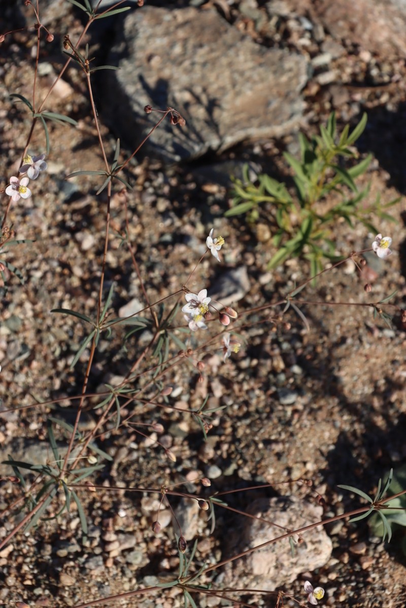 Hypertelis spergulacea photo 6