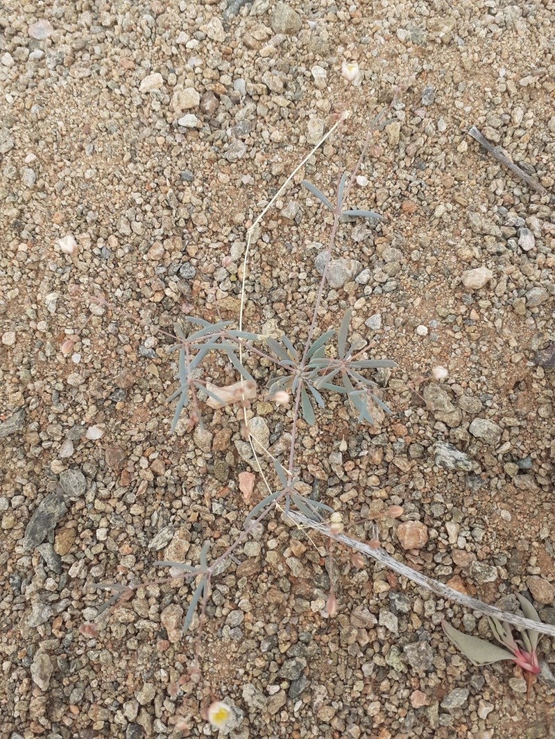 Hypertelis spergulacea photo 8
