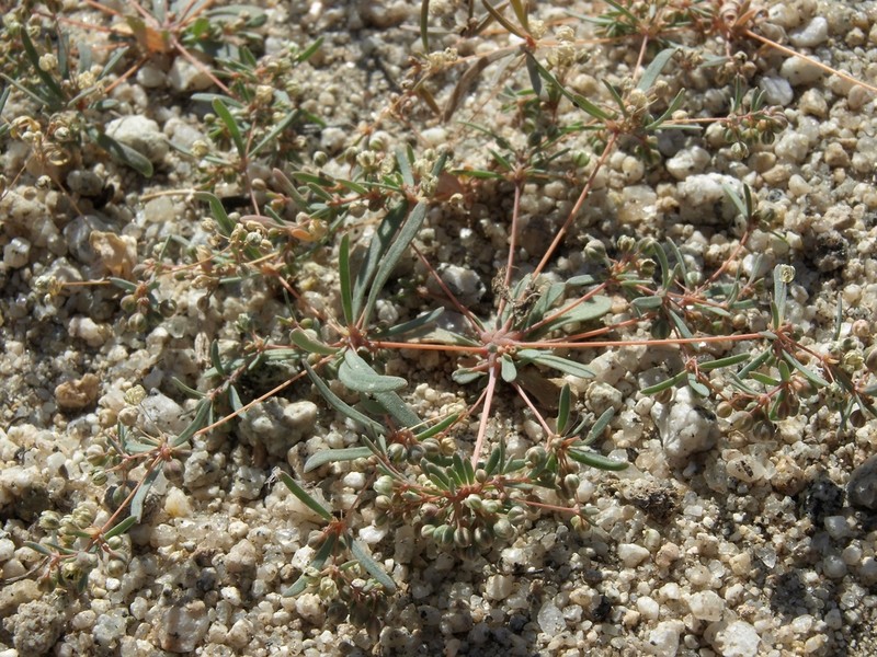 Hypertelis umbellata