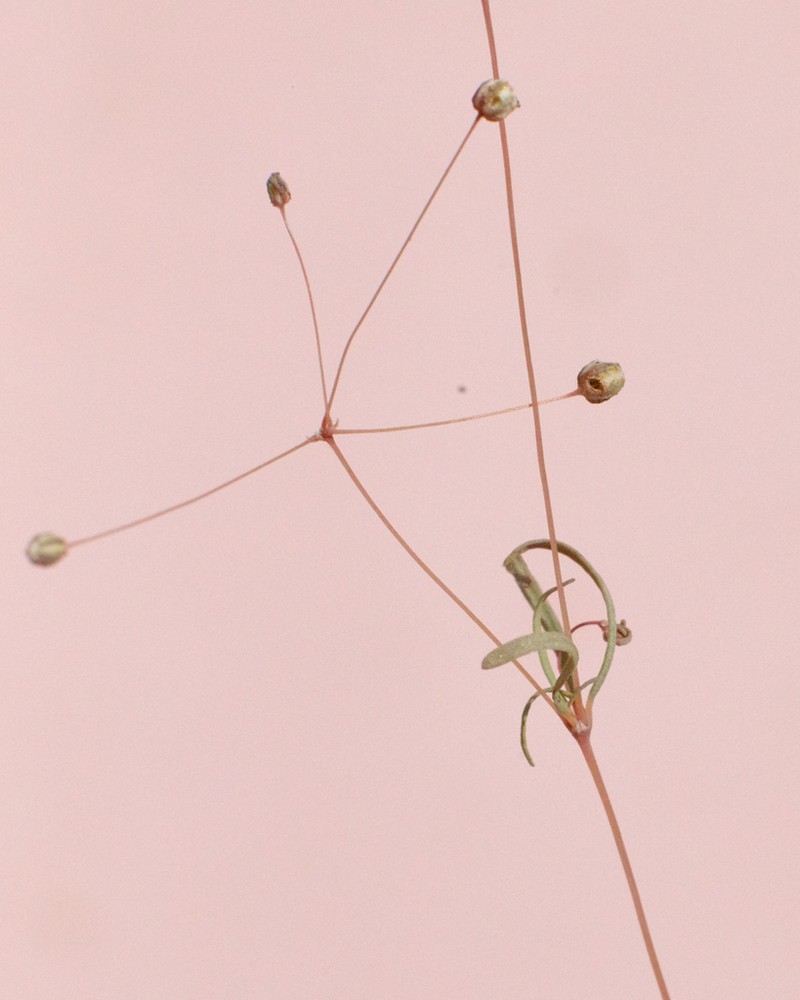 Hypertelis umbellata photo 2