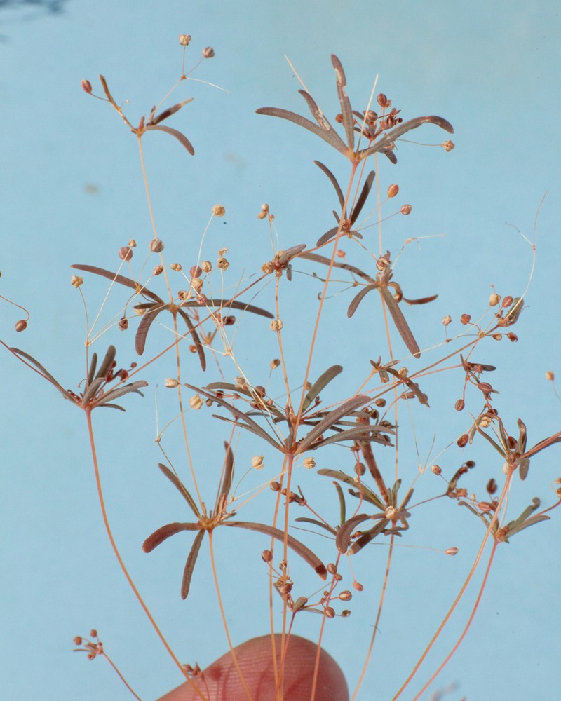 Hypertelis umbellata photo 3